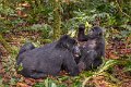 53 Oeganda, Bwindi NP, gorilla